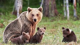 Interesting Facts About Bears [upl. by Hubert]