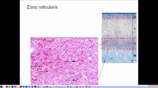 Morphology of the adrenal gland  presentation [upl. by Eusebio239]