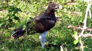 Sadadu Martial eagle eating Kruger Park nov 2013 [upl. by Gnilyarg]