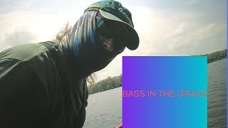 Bass in the Grass [upl. by Ayaladnot]