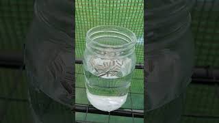 Seed Soaking Secrets Boost Your Germination Rate urbangardening gardenhacks garden gardening [upl. by Ydnak]