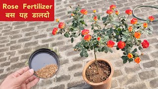 Rose plant fertilizer  यह चीज़ एकबार डालदो गुलाब के पौधे में सालो साल फूल आना बंद नहीं होंगे [upl. by Brewster]