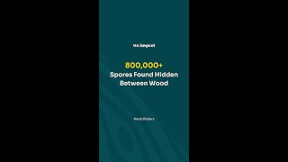 800000 spores found hidden between wood [upl. by Esiuol]