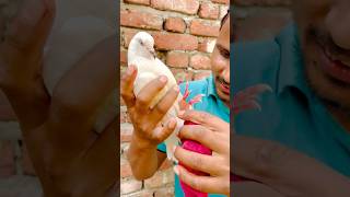 Kabuter Ke Per Me Ye Kya Laga Hua Hai  pigeon reaction shorts skpigeonloft [upl. by Nogem390]