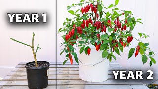 Here’s How to REGROW the Same Pepper Plant Every Year How to Overwinter Your Peppers [upl. by Ettennig]