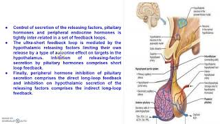 B SC PART II PAPER II NEUROSECRETION AND NEUROENDOCRINE CONTROL OF PITUITARY [upl. by Kcerred367]