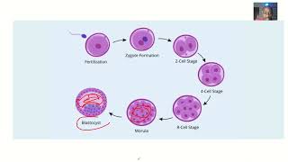 Formation of Blastocyst  Process of Blastogenesis [upl. by Bolme509]