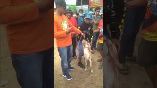 juara kontes kambing kelas calon betina Jawa  kontes kambing lumbir 2024 [upl. by Nave357]