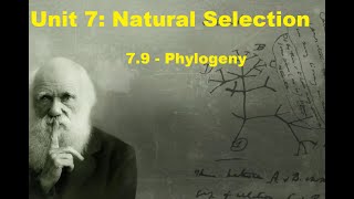 AP Biology  Unit 7  79  Phylogeny apbio evolution naturalselection [upl. by Timothy]