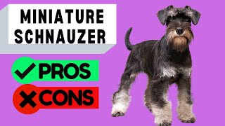 Miniature Schnauzer Pros and Cons [upl. by Elleiand]