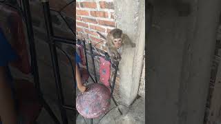 MONKEY MOLY FUNNY ANIMAL  CUTE ANIMAL 🐒😘shorts monkey cuteanimal funnyanimal cute [upl. by Selby]