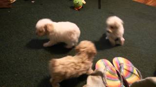 Funny toy poodle puppies playing [upl. by Kelcy]