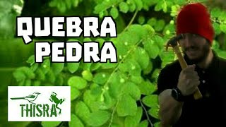 Como fazer bom uso da Quebrapedra Phyllanthus niruri  Plantas úteis [upl. by Frey]