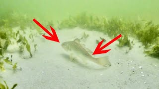 How To Rig Live Croaker To Catch Huge Trout Redfish And Snook [upl. by Rosner795]