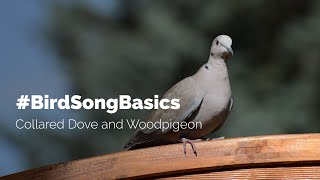 BirdSongBasics  Collared Dove and Woodpigeon [upl. by Notslar699]