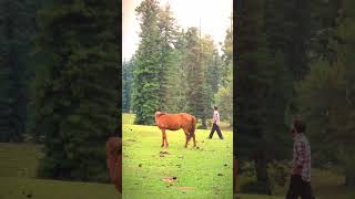 horse trading and greenery yt nature explorethebeautyofnature ytshorts love short [upl. by Llenahc]