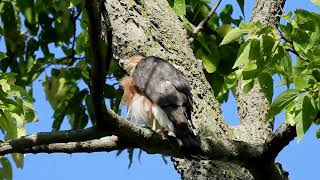 Sharp  shinned Hawk 9 12 2023 [upl. by Attwood]