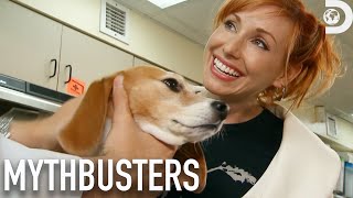 Secret Tactics to Outsmart Sniffer Dogs  Mythbusters  Discovery [upl. by Egres]