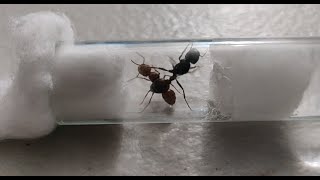 Ant cross species polygyny  EXPERIMENT [upl. by Emmalee]