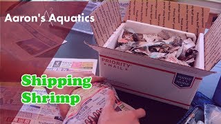 🦐 How To Ship Shrimp 🦐 [upl. by Woehick]