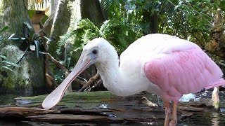 Spoonbills Feeding FYV [upl. by Aiuqet395]