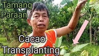 Nagtatanim Ako ng Hybrid CACAO From Davao Tips and Guides [upl. by Nnil]