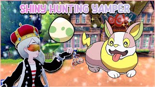 Shiny Hunting Yamper  Pokemon Sword amp Shield [upl. by Ysabel]