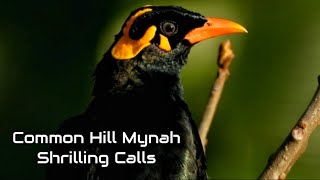 Common Hill Myna  Shrilling calls and closeup view [upl. by Notsrik]