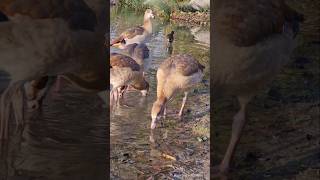 Egyptian goose family  Nilgans Familie Vogelstangsee  Mannheim [upl. by Zusman726]