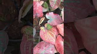 caladium plant🙏🪴🪴 [upl. by Ecirtnom120]