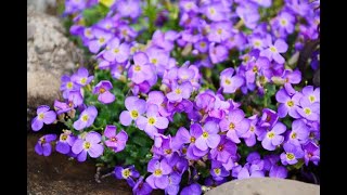 Ground Covers Creepers amp Cascading Perennials in Your Landscape and Garden [upl. by Mccreery]