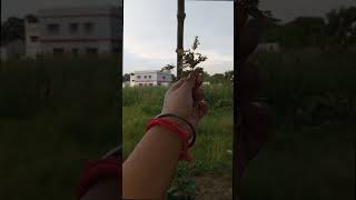 Amar mon tor paray shortvideo TseriesBengali love flowers cinematic views likeandsubscribe [upl. by Bary328]