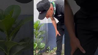 Rescate Una Planta Medicinal y Un Árbol De Ficus [upl. by Aivle]