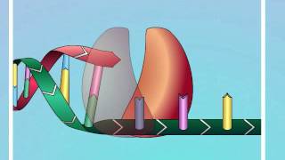 HIV Mechanisms of Action of NRTIs [upl. by Aicilas522]