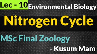 Lec 10 Nitrogen Cycle Environmental Biology Ecology Science WorkshopkusumMSc Final Zoology [upl. by Esined]