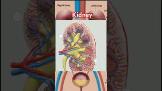 ABOUT KIDNEYS NEPHROLOGY।। WHAT IS KIDNEY।। FUNCTION OF KIDNEY।।nephron kidney shorts trending [upl. by Enimajneb362]