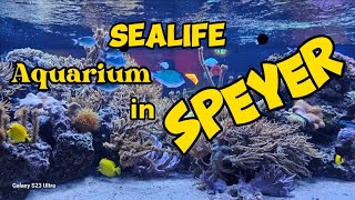 Sealife Speyer 8K [upl. by Beichner]