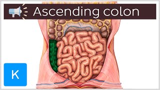 Ascending colon  Anatomical Terms Pronunciation by Kenhub [upl. by Assyla]