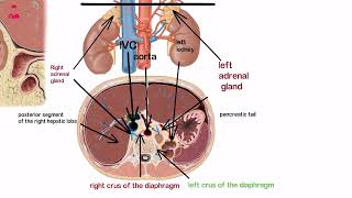 الغدد الكظريه الفوق كلويه  ADRENAL GLAND SUPRARENAL [upl. by Brost]