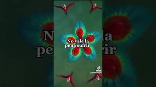 No vale la pena [upl. by Cirone535]