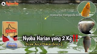 Umpan Ikan Mas Dadakan Djempol Amis Special  Langsung Test [upl. by Leehar]