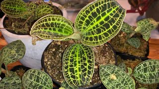 Growing jewel orchids Giving them another chance [upl. by Ahsytal493]