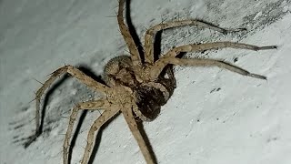 Huntsman spider  full amazingly video [upl. by Matthaeus665]