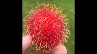 How to Eat Mamones Chinos Costa Rica Rambutan fruit [upl. by Phare105]