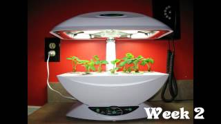 AeroGarden 7 Strawberry Time Laps [upl. by Suhpesoj]