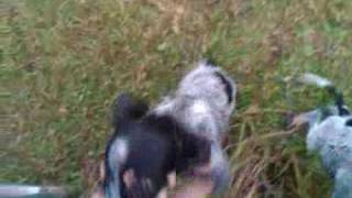 See these 10 week old blue tick puppy coon hunting dogs [upl. by Springer]