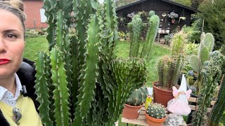 KUTU AÇALIM🌸ÖZEL TÜR MÜDÜR🍀EUPHORBIA CRISTATA kaktusbakımı sukulentbakımı [upl. by Ebehp]