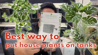 How to hang houseplantspothos on your aquariums [upl. by Nanerb]