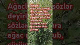 Solomon adalarında insanlar əkin əkmək üçün ağacları kəsməzlər Ağaclara pis sözlər deyirlər [upl. by Philipa496]