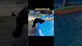 This Is Why Cats Afraid Of Water 😨 shorts facts factoholic [upl. by Yerahcaz]